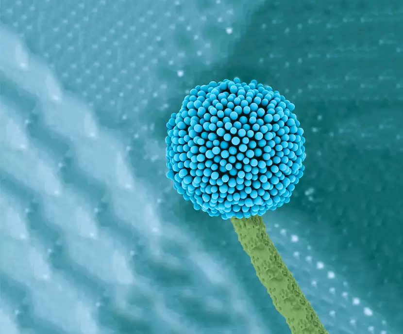 nutribento aglutinante y secuestrante de micotoxinas para alimentos balanceados